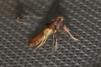 Caloptilia semifascia