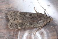 Anacampsis