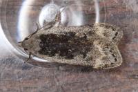 Anacampsis