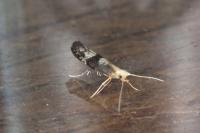 Argyresthia glaucinella