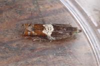 Epinotia tenerana