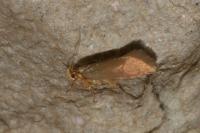 Crassa unitella