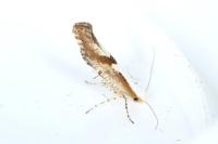 Argyresthia pruniella