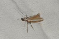 Pleurota aristella