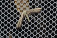 Adaina microdactyla