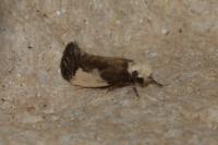 Monopis monachella