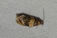 Celypha aurofasciana