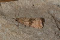 Celypha striana
