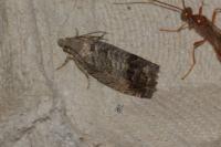 Cydia splendana