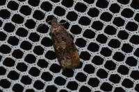 Endothenia