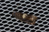 Epiblema gr. sticticana