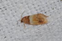 Epinotia festivana
