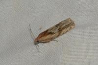 Eucosma gr. cana