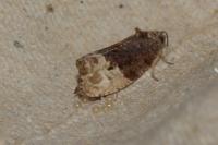 Hedya nubiferana