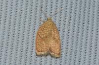 Acleris forsskaleana