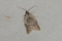 Acleris variegana