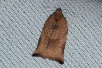 Archips podana