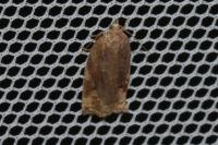 Archips xylosteana