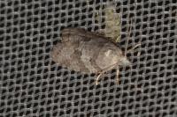 Cnephasia