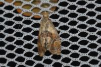 Cochylidia rupicola