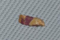 Diceratura ostrinana