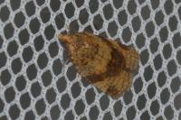 Epagoge grotiana