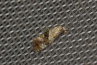 Phalonidia manniana