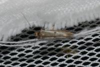 Parahyponomeuta egregiella