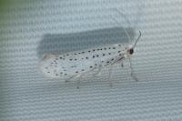 Yponomeuta evonymella