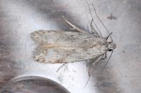Carpatolechia alburnella