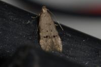 Teleiodes vulgella