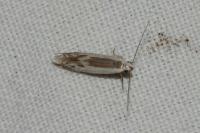 Thiotricha subocellea