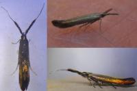 Coleophora paramayrella