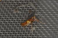 Caloptilia semifascia