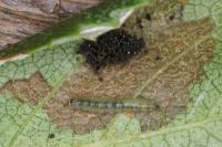 Parornix betulae
