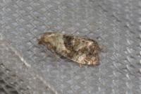 Phalonidia manniana