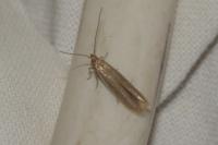Coleophora