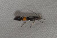 Cosmopterix orichalcea