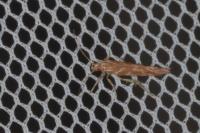 Pyroderces argyrogrammos