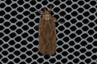 Depressaria