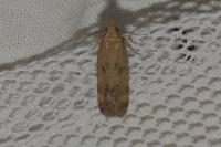 Pexicopia malvella