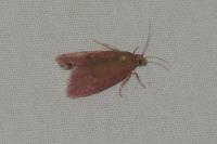 Celypha rosaceana