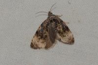 Endothenia gr. gentianaeana