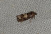 Epiblema gr. sticticana