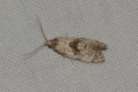 Neocochylis molliculana