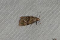 Gynnidomorpha