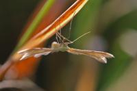 Emmelina monodactyla