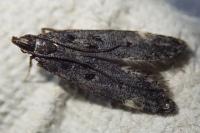 Dichomeris alacella