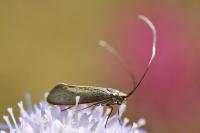 Nemophora metallica