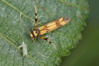 Stathmopoda pedella